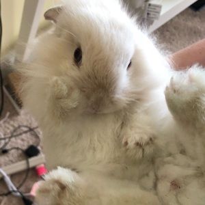 Meet your Posher, Tish